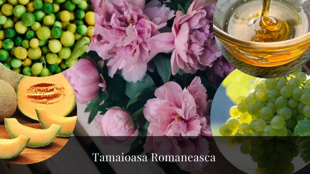 tamaioasa romaneasca, muscat blanc, moscato