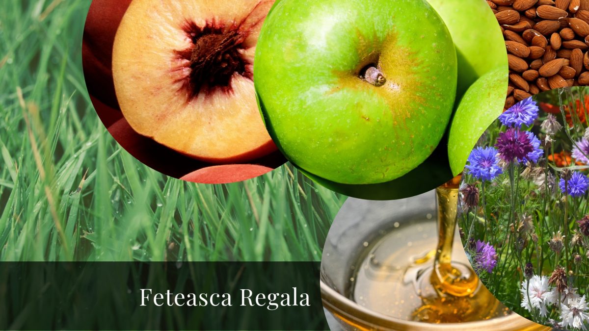 Feteasca Regala- Discover the prolific Royal Maiden